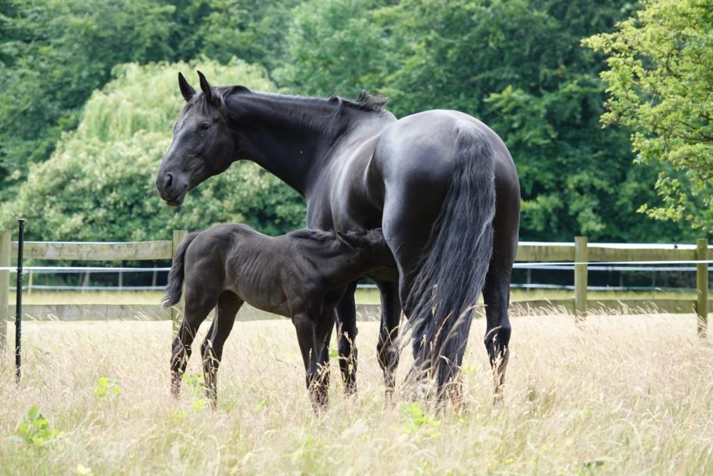 Millfield Park | Dressage Horses Luis Filipe Vilhena