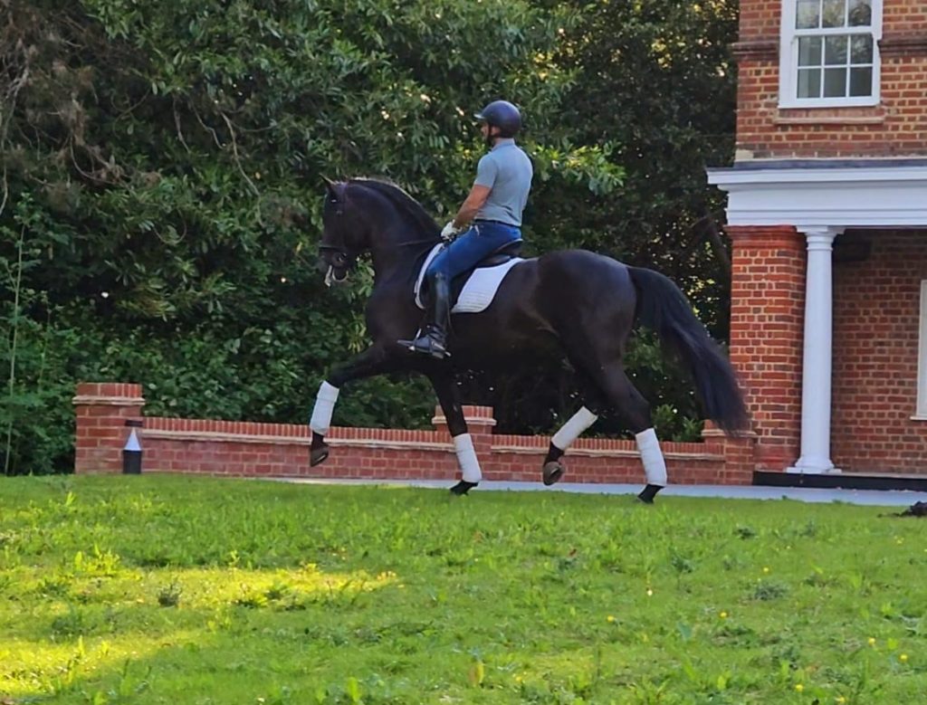 Millfield Park | Dressage Horses Luis Filipe Vilhena