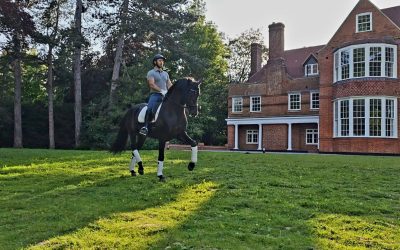 Millfield Park | Dressage Horses Luis Filipe Vilhena