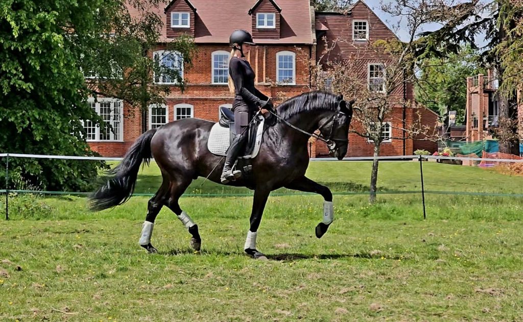 Millfield Park | Dressage Horses Luis Filipe Vilhena