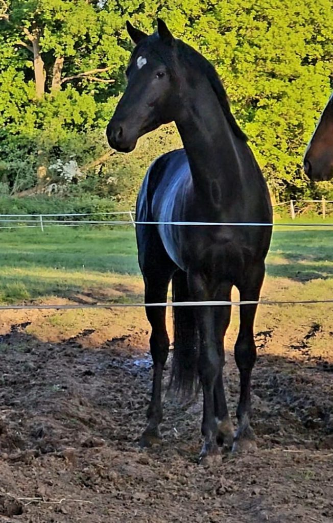 Millfield Park | Dressage Horses Luis Filipe Vilhena