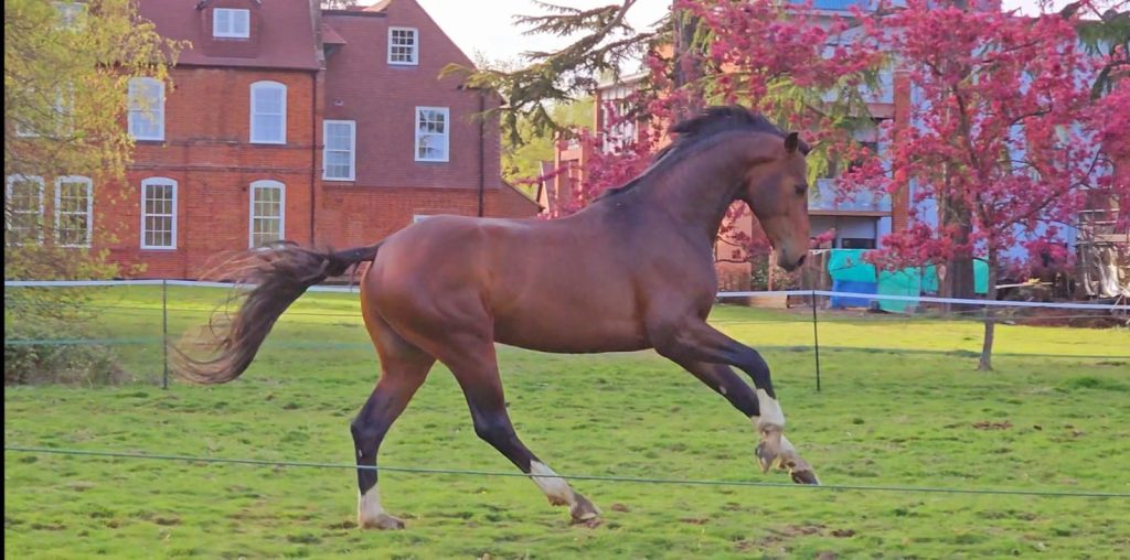 Millfield Park | Dressage Horses Luis Filipe Vilhena