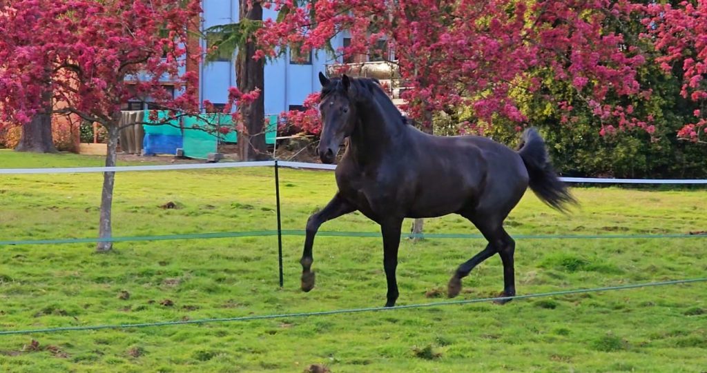 Millfield Park | Dressage Horses Luis Filipe Vilhena