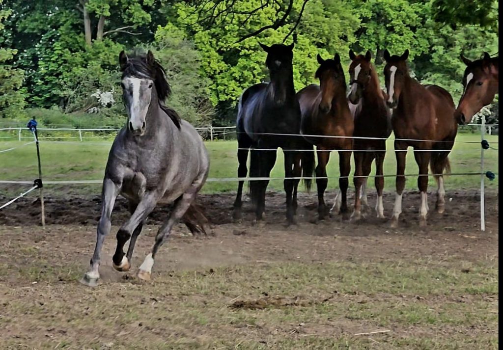 Millfield Park | Dressage Horses Luis Filipe Vilhena